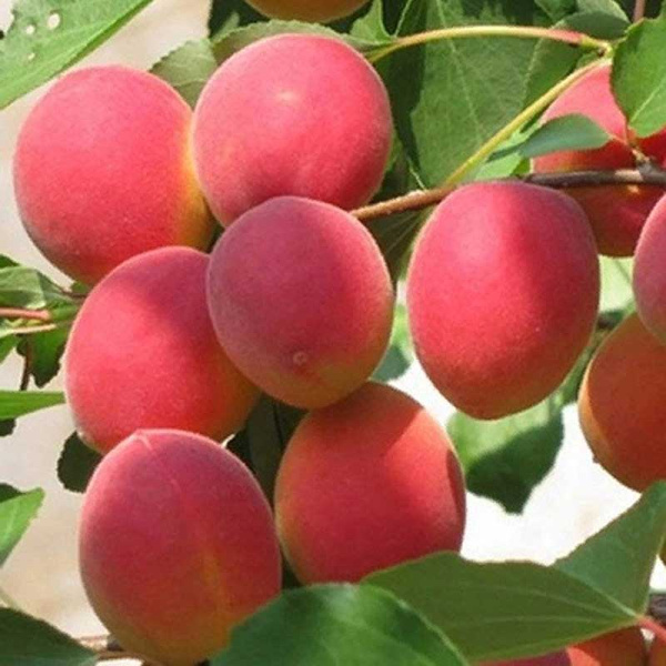 Абрикос Саратовский рубин