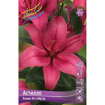 Лилия Астилло 12/14 7 шт 