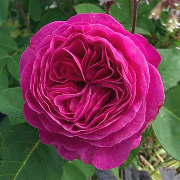 Роза флорибунда Хайди Клум Садовита