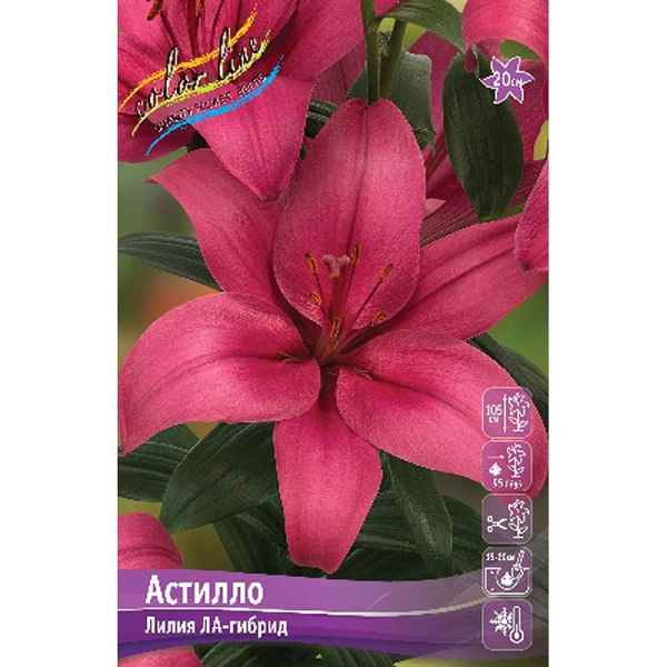 Лилия Астилло 12/14 7 шт 