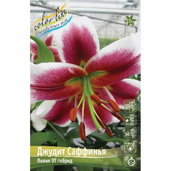 Лилия Джудит Саффинья 12/14 5 шт 