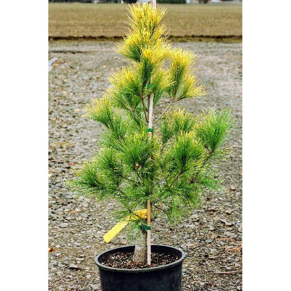 2228 Сосна Веймутовая Лоуи C4 25-30cm ,шт