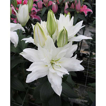 11 Биг-Пак Лилия Дабл Датч Кристалл 14/16 25 шт 