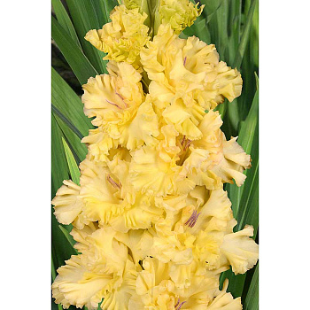Гладиолус Одуванчик 8/10 5 шт, Садовита 