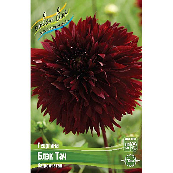 13920 Шоу-бокс Георгина Блэк Тач I 15 шт 