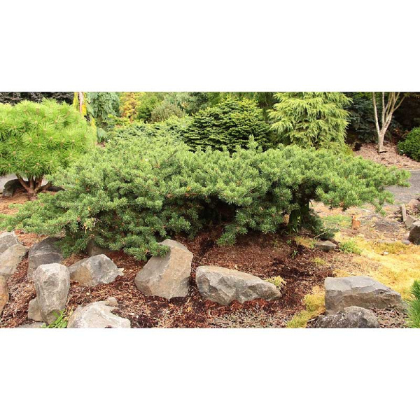 15939 Сосна Банкса Шудик C1.5 ,шт