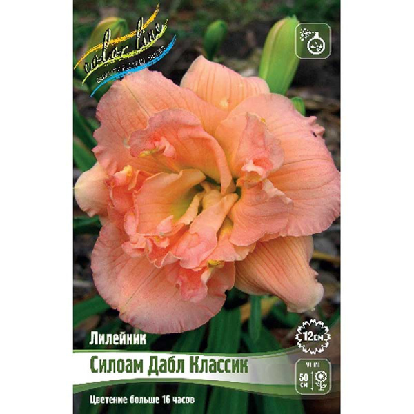 Лилейник Силоам Дабл Классик I 1 шт 