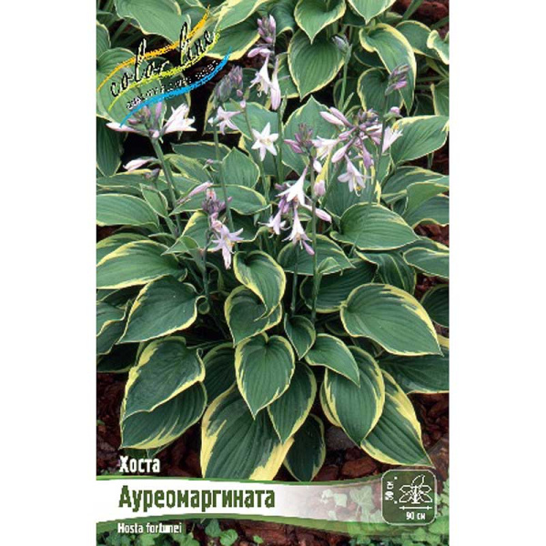Хоста Ауреомаргината 1 n 1 шт