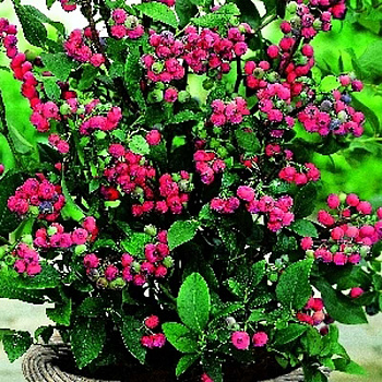 Голубика Пинк Лимонад P9