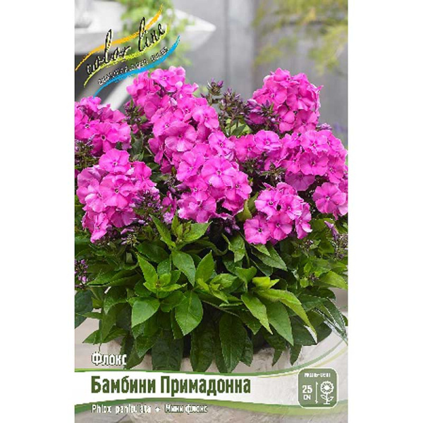 9830 Биг-Пак Флокс Бамбини Примадонна I 25 шт