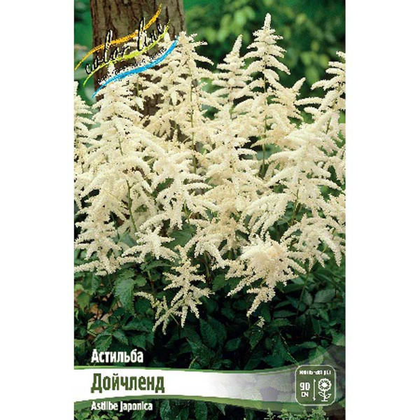 Астильба Дойчленд 2/3 n 25 шт Биг-пак 564
