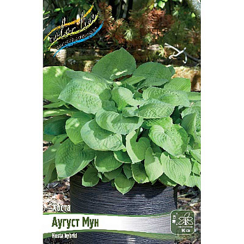 Хоста Аугуст Мун 1 n 1 шт