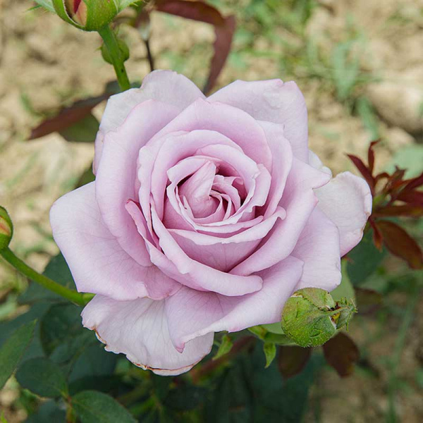 Роза плетистая Индиголетта Садовита