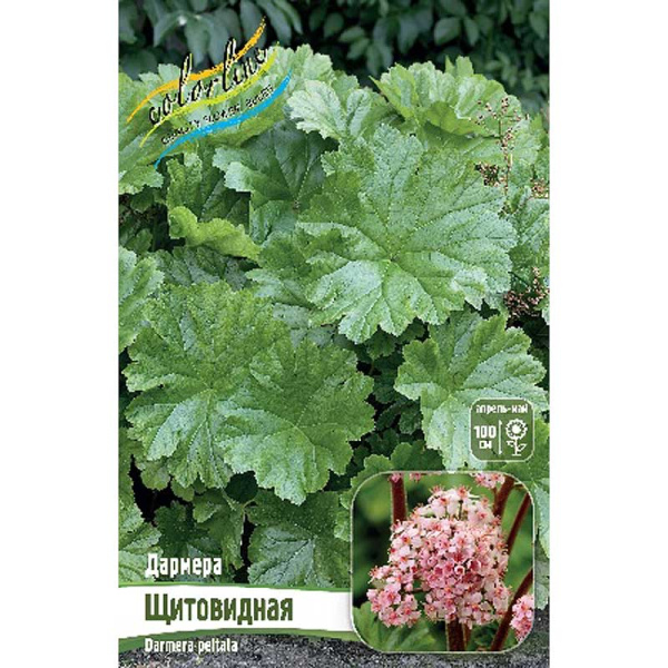 14450 Биг-Пак Дармера Щитовидная I 25 шт 