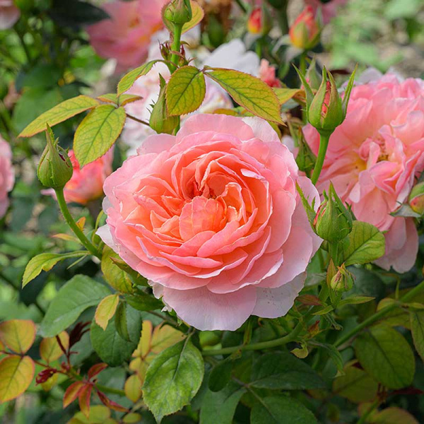 Роза Флорибунда Принцесс Дримс Садовита