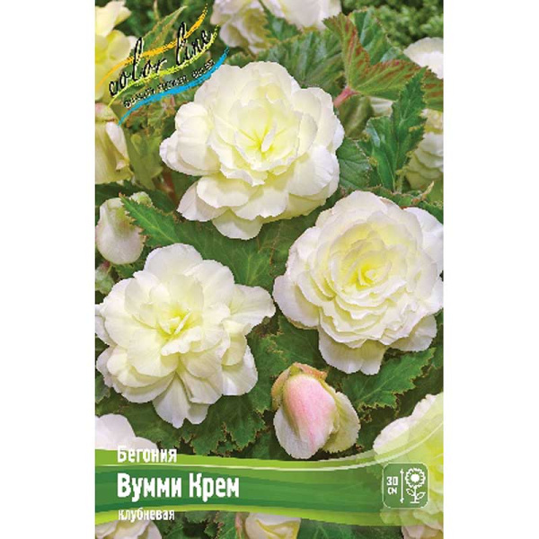 Бегония Вумми Крем 4/5 40 шт Шоу-Бокс 8807