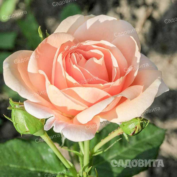 Роза шраб Литтл Будда Садовита