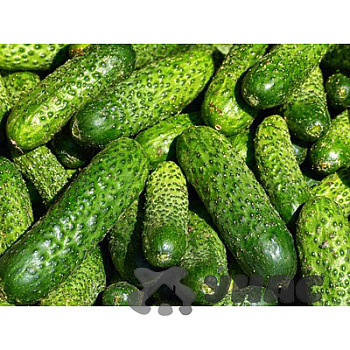 Огурец Астерикс (Нидерланды) Каприс