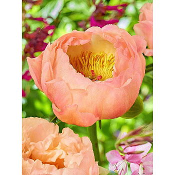 Пион Кингз Дэй 2/3 n 1 шт