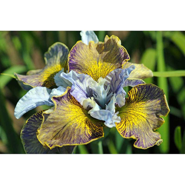 Ирис Сибирский Лазер Фокус I 1 шт