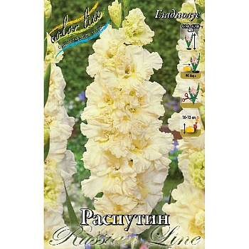 Гладиолус Распутин 12/14 7 шт