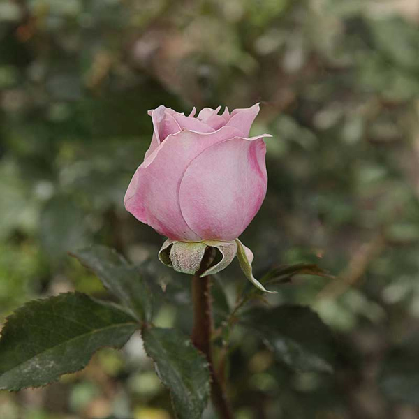 Роза флорибунда Новалис Садовита