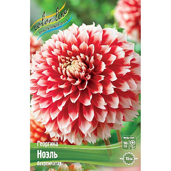Георгина Ноэль I 15 шт Шоу-бокс 9130