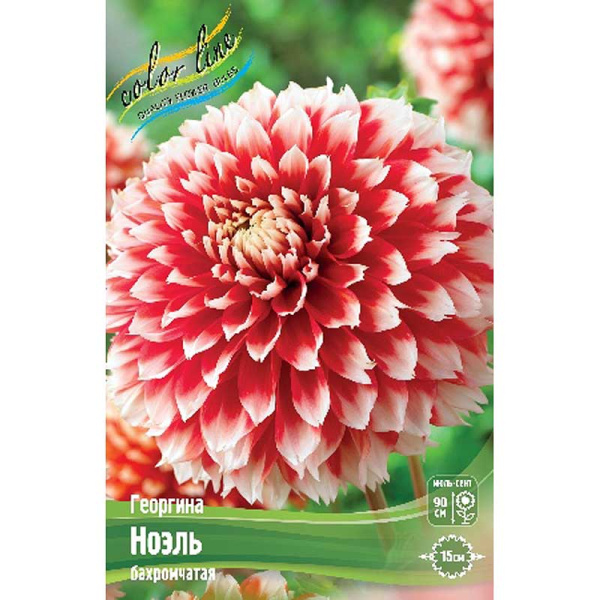 Георгина Ноэль I 15 шт Шоу-бокс 9130