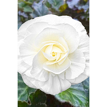 Бегония Нон Стоп Белая 5/6 3 шт Садовита 