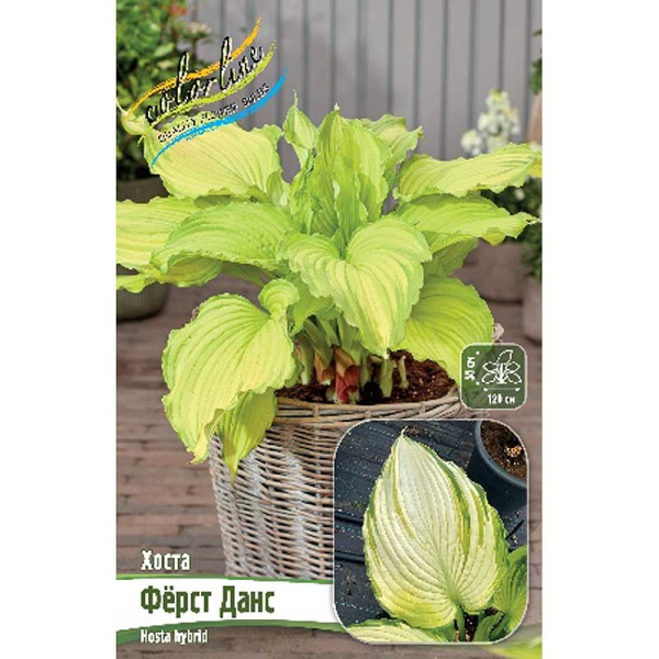 Хоста Фёрст Данс 1 n 1 шт