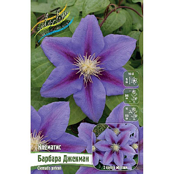 Клематис Барбара Джекман I 2 шт 