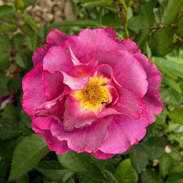 Роза плетистая Найт Аул Садовита