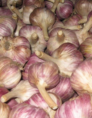 Чеснок Добрыня калибр 4+5+6+ (Баш.) (цена за 10кг)