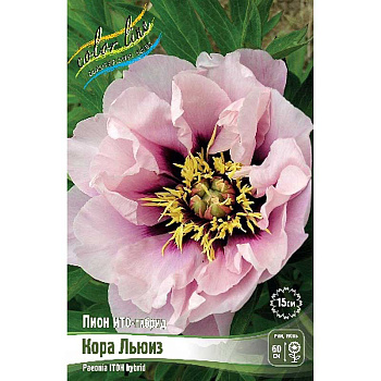 Пион Ито Кора Льюиз 3/5 n 1 шт 