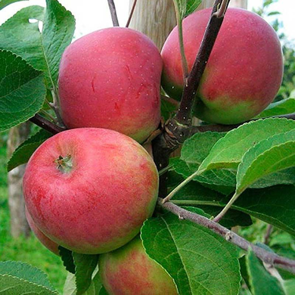 Яблоня на полукарликовом подвое Толунай Садовита