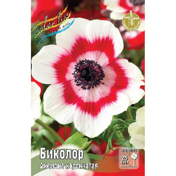 Анемона Биколор 5/6 10 шт