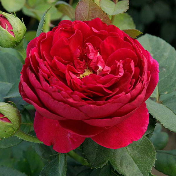 Роза шраб Бенджамин Бриттен (английская) Садовита