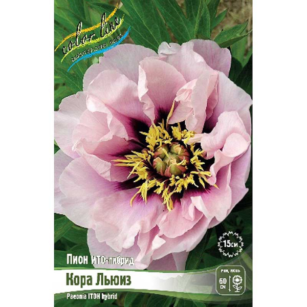 Пион Ито Кора Льюиз 3/5 n 1 шт 