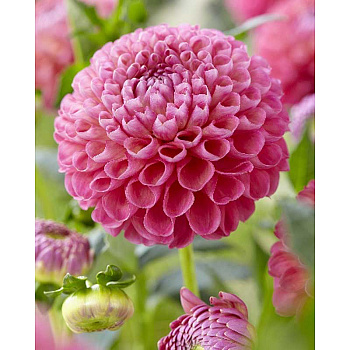 Георгина Джоуи Фрамбо I 1 шт