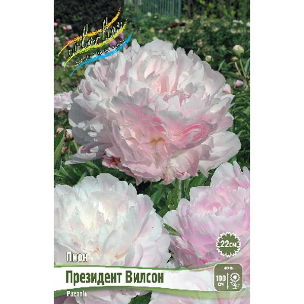 Пион Президент Вилсон 3/5 n 1 шт 