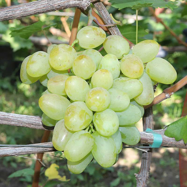 Виноград Монарх среднеранний Садовита