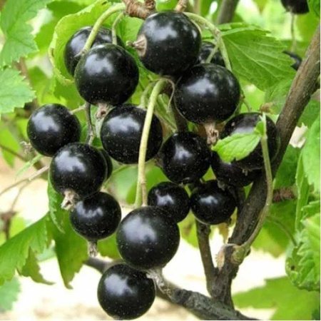 Смородина черная Черный аист Садовита