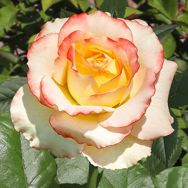 Роза чайно-гибридная Дуэт Садовита