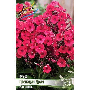 Флокс Гренадин Дрим I 2 шт