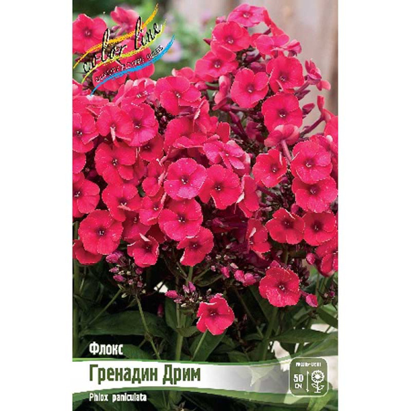 Флокс Гренадин Дрим I 2 шт