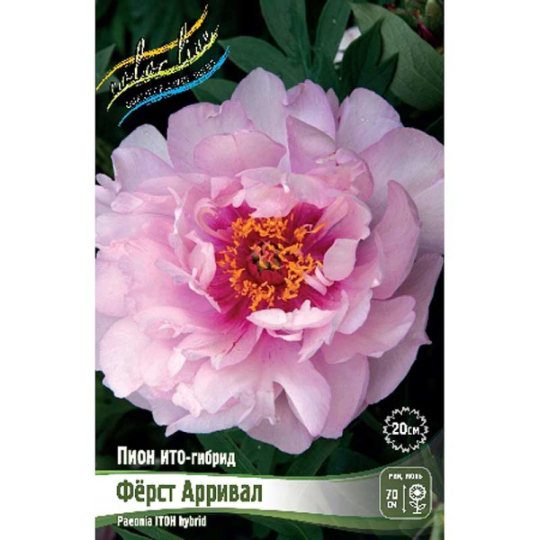 Пион Ито-Гибрид Фёрст Арривал 2/3 n 10 шт Биг-пак 9934 