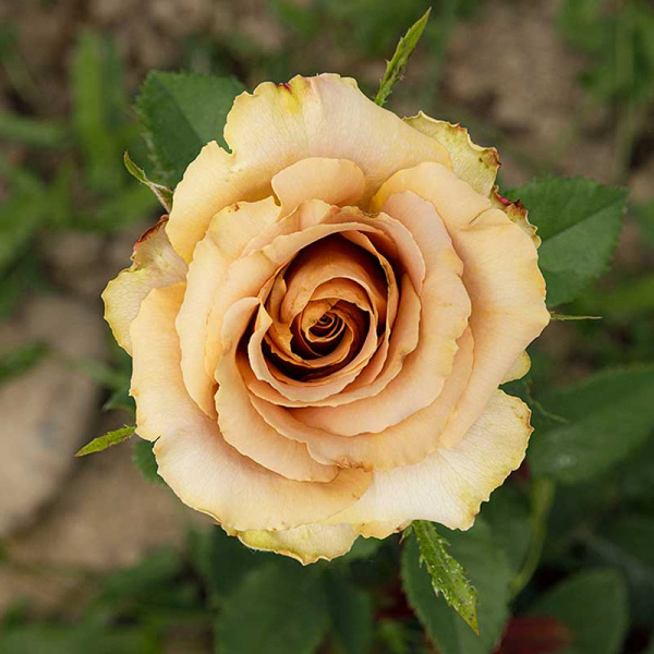 Роза чайно-гибридная Тоффи Садовита