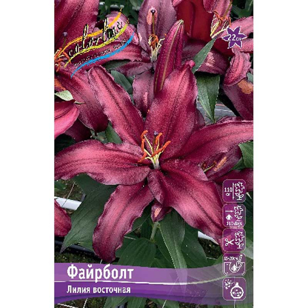 Лилия Файрболт 12/14 25 шт Биг-пак 11164