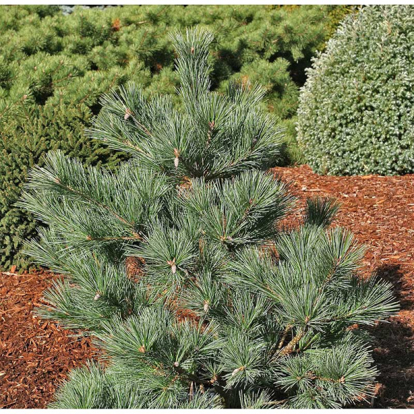 Сосна Веймутовая Макопин C1.5 шт