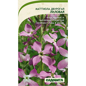 Маттиола двурогая Лиловая 0,3гр Садовита Ц 